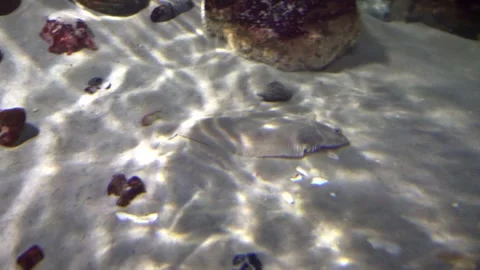 Saltwater Sole - Flatfish Video stock 277349994