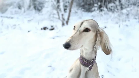 Saluki in winter forest close up portrait. Stock Footage 145111733
