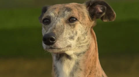 Salukie watching close Video stock 47007758