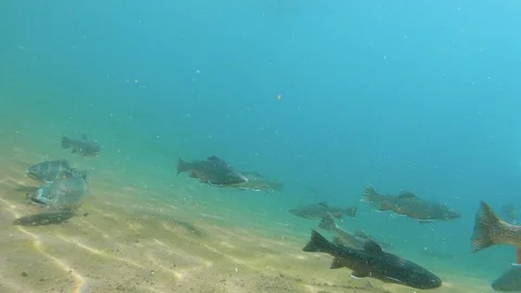 Salvelinus fontinalis 動画素材 124045745