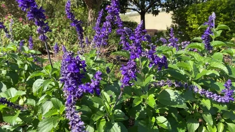 Salvia Attracting Bee Stock Footage 258355512