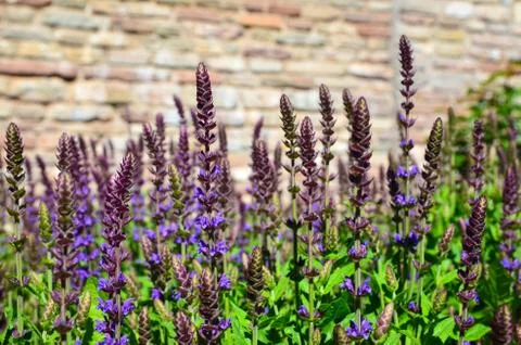 In the salvia bed Stock Photos