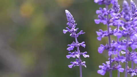 Salvia Blossoms Stock Footage 106717158