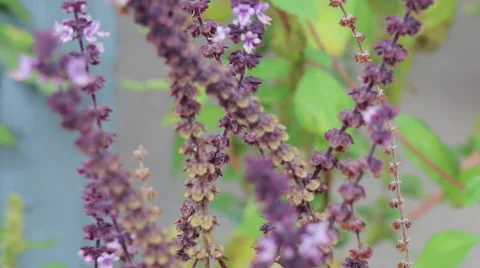 Salvia Caradonna Sage Stock Footage 45761799