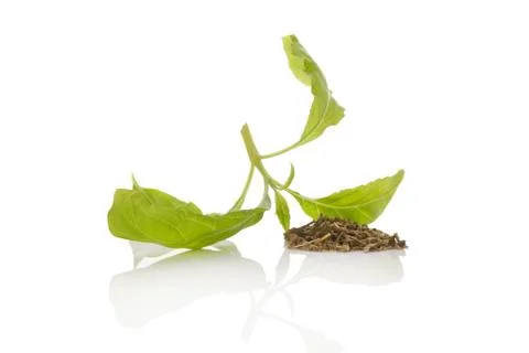 Salvia divinorum. Stock Photos