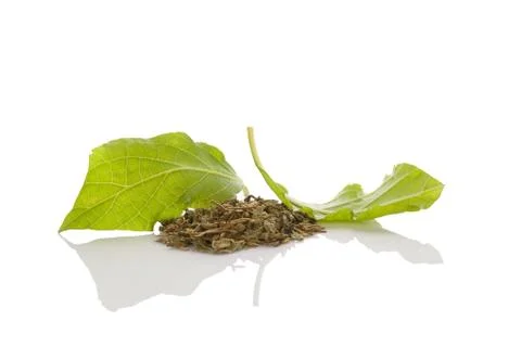 Salvia divinorum. Foto stock
