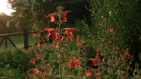 Salvia in Fall Garden Stock Footage 93803439