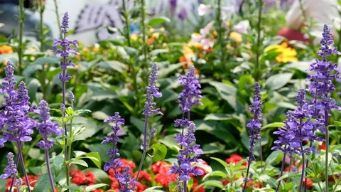 Salvia farinacea DSCF4342 Stock Footage 105146399