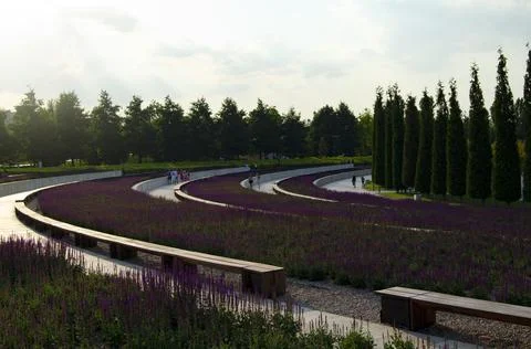 Salvia fields Stock Photos