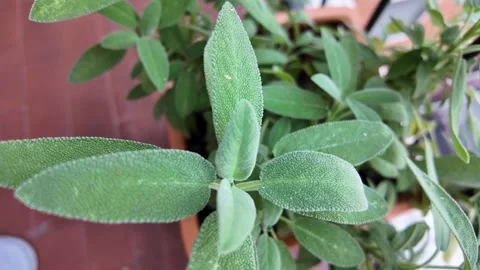 Salvia Flowers in garden macro Stock-Footage 315078053