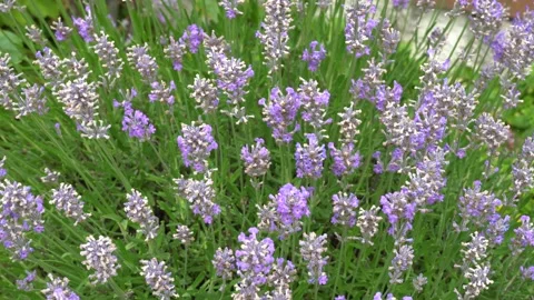 Salvia lavanduloides pollinated by a Bumblebee. Stock Footage 135262428