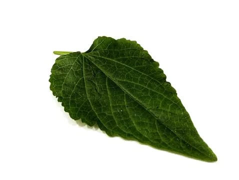 Salvia leaf Stock-Fotos