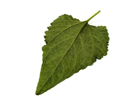 Salvia leaf Stock Photos