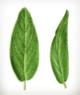 Salvia leaves, vector icon Stock Illustration