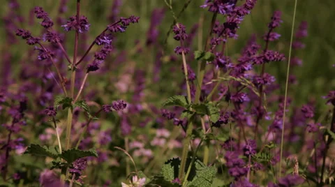 Salvia meadow closeup Stock Footage 42422732