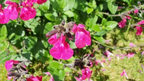 Salvia microphylla 'Neon' Stock Footage 168934570