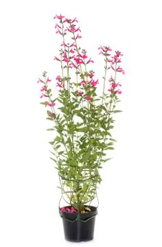 Salvia microphylla in studio Stock Photos