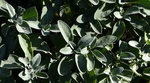 Salvia officinalis Stock Footage 12388751