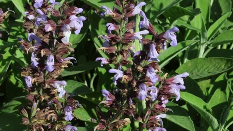 Salvia officinalis Stock Footage 273123129