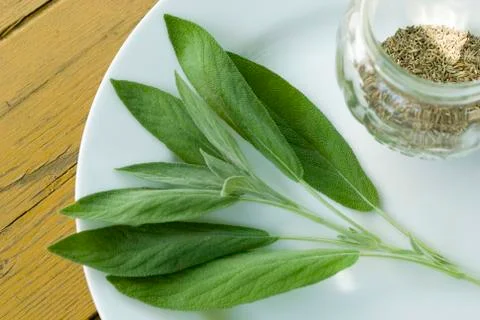 Salvia Stock Photos