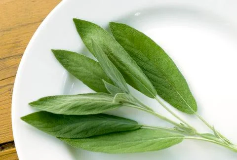 Salvia Stock Photos