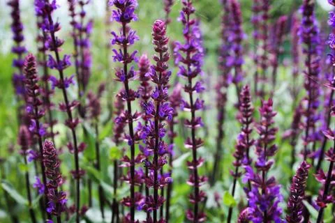 Salvia 스톡 사진