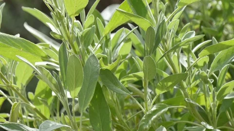 Salvia plant 4k Video stock 42007386