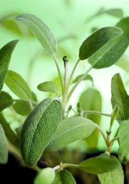 Salvia (sage) Stock Photos