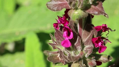 SALVIA SPATHACEA BLOOM Stock Footage 200792328