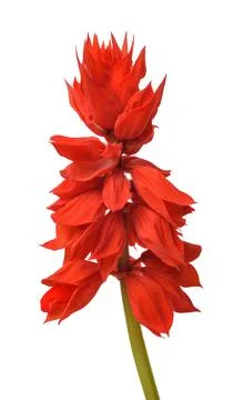 Salvia splendens Stock Photos
