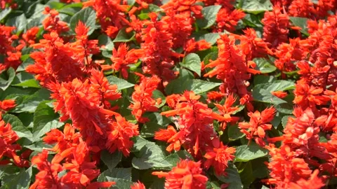 Salvia Splendens in Summer Stock Footage 134284862