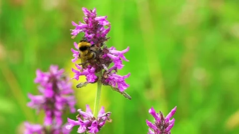 Salvia wild flower in the meadow on summer day, bumblebee and bee collects honey Stock Footage