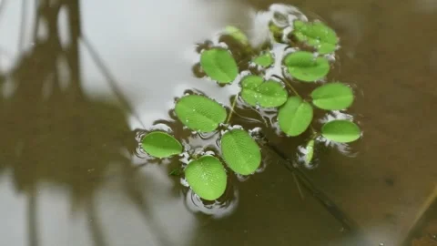 Salvinia minima, in rice fields Stock Footage 330802447