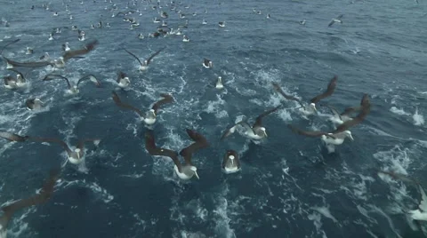 Salvin's albatross Stock Footage 1391988