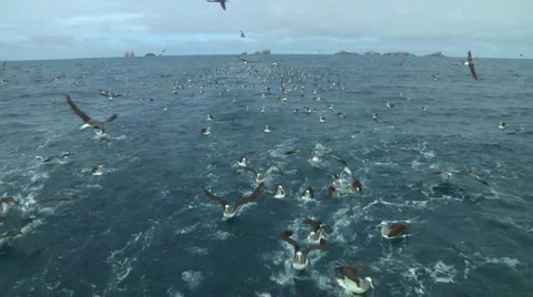 Salvin's albatross Stock Footage 1392012