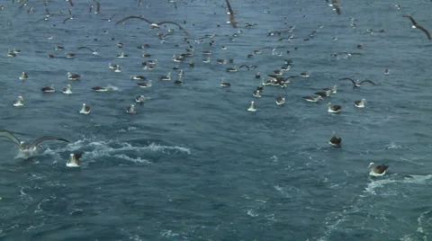 Salvin's albatross Stock Footage 1392039