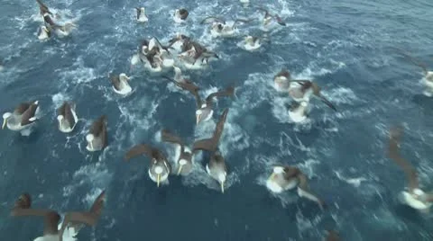 Salvin's albatross Stock Footage 10766564