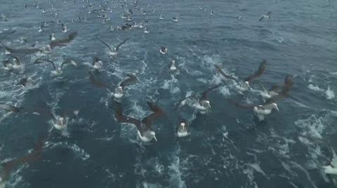 Salvin's albatross Video stock 10766584