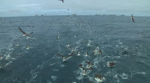 Salvin's albatross Video stock 10766606