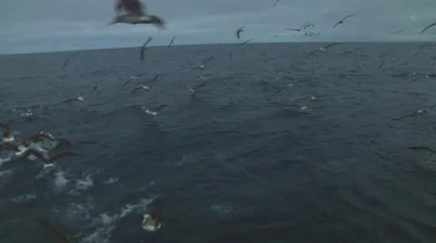 Salvin's albatross Stock Footage 10766702