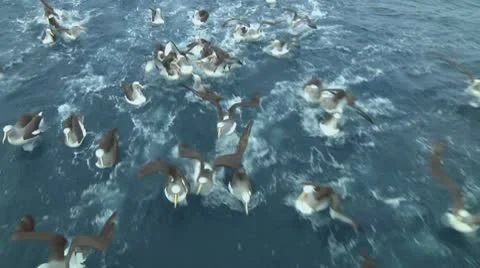 Salvin's albatross Stock Footage 10767682