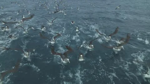 Salvin's albatross Stock Footage 10767691