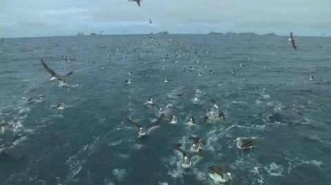 Salvin's albatross Stock Footage 10767696