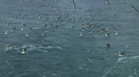 Salvin's albatross Stock Footage 10767708