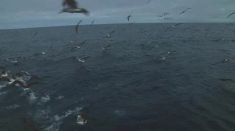 Salvin's albatross Stock Footage 10767713