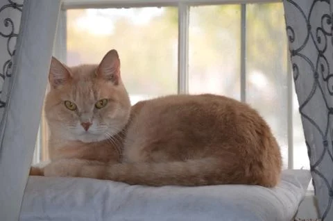 Sam the cat Foto stock