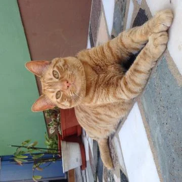 Sam The Cat Stock Photos