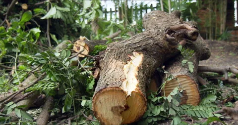 Saman or rain tree branches and trunk for wood furniture. Economic botany. Video stock 238930104