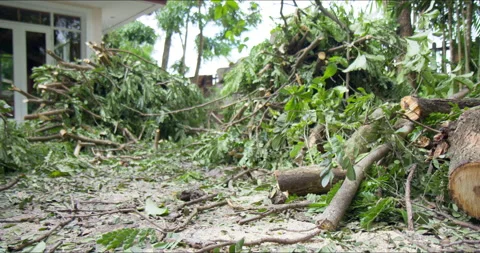 Saman or rain tree branches and log pruned by arborists at residential building. Video stock 238930268
