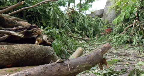 Saman or rain tree branches and log cut by arborists to prevent hazard. Video stock 238930281